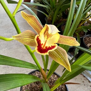 Orchid Cymbidium Lowianum - New Blooms, 25" Height, 3 Bulbs, Yellow and Red Flowers