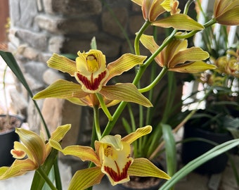 Orchid Cymbidium Lowianum - New Blooms, 27" Height, 2 Bulbs, Yellow and Red Flowers