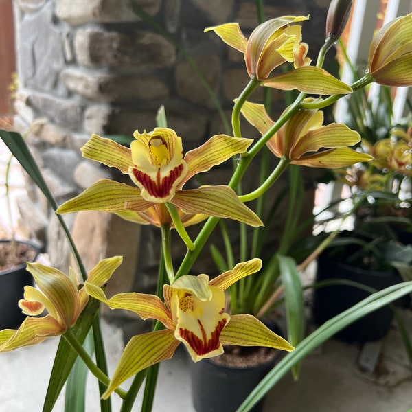 Orchid Cymbidium Lowianum - New Blooms, 27" Height, 2 Bulbs, Yellow and Red Flowers