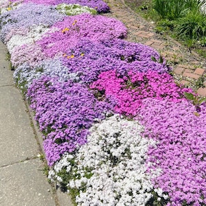 May include: A dense ground cover of creeping phlox flowers in vibrant shades of magenta, purple, lavender, and white, spreading across a garden bed next to a gray concrete walkway and a path made of reddish-brown rectangular bricks.