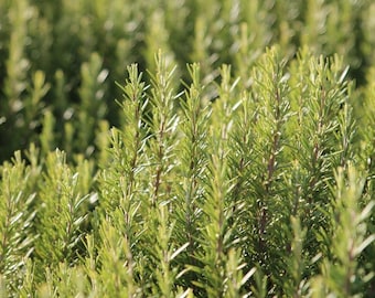 Semillas de romero para plantar en el jardín de hierbas, 300 unidades. Semillas de hierbas culinarias aromáticas para cultivo en interiores y exteriores.