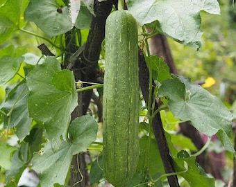 100 semillas de calabaza lufa (Luffa Aegyptiaca) - Semillas de hortalizas para plantar en exteriores, en el jardín o en el patio.