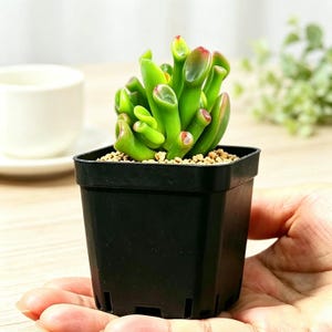 May include: A Crassula ovata 'Gollum' succulent plant with tubular, bright green leaves featuring reddish tips. The plant is potted in a small, square, black plastic container filled with light brown soil, showcasing a compact and upright growth habit.