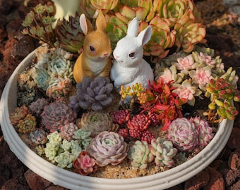 Colección de suculentas vivas (paquete de 12) - Mini plantas de interior saludables en maceta - Mezcla colorida para decoración del hogar, regalos y kit de fácil cuidado.