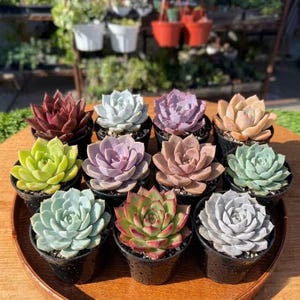 May include: A collection of twelve small succulent plants in individual black plastic pots, arranged on a round wooden tray. The succulents display a variety of colors including deep red, pale blue, lavender, peach, lime green, and soft pink.