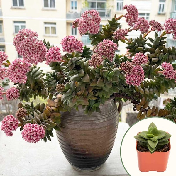 Spring Crassula, 2" Live Succulent Pot, Easy Care Indoor Plant Gift, Office Desk Decor, Window Balcony Home Garden