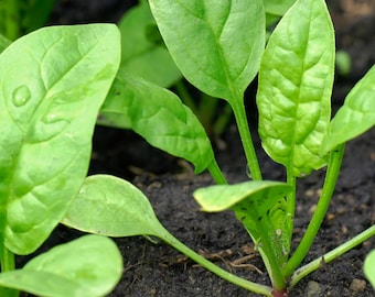 Semillas de espinaca para plantar, 500 unidades, semillas de hortalizas de hoja verde de variedad antigua para huerto.