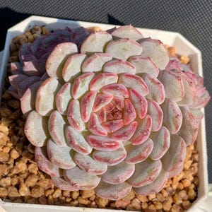 May include: A succulent plant with thick, fleshy, rounded leaves arranged in a tight rosette pattern. The leaves are pale cream and light green with prominent pink to reddish-purple edges and tips, planted in a white square container with brown soil.
