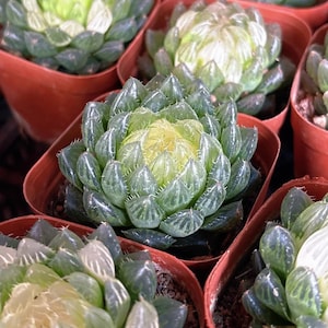 Haworthia Cooperi, 2" Live Succulent Potted in Container, Pet Friendly Indoor Houseplant, Bubble Rosette, Office Desk Decor Gift