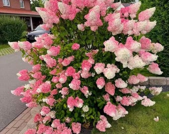 Semillas de hortensias rosas y blancas - 80 semillas de arbustos de flores cónicas para bordes de jardín, plantación paisajística, kit de inicio de flores perennes para exteriores