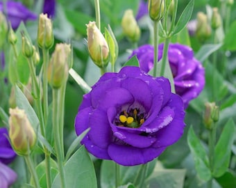 Semillas de lisianthus morado, 200 unidades. Elegantes semillas para jardín de flores cortadas, ideales para jardines rústicos y de ramos.