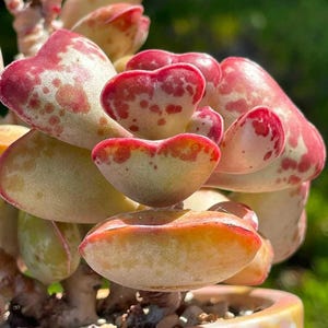 May include: A succulent plant featuring thick, fleshy leaves shaped like hearts. The leaves display a variegated pattern with creamy yellow-green bases and vibrant red or pink spots concentrated along the edges and surfaces of the foliage.