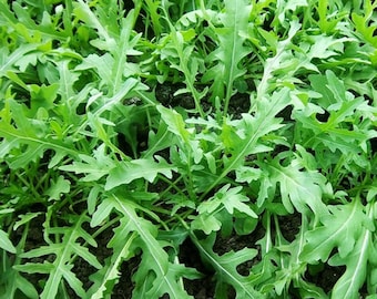Semillas de rúcula para plantar, 1000 unidades, variedad antigua de rúcula para ensalada, fácil cultivo, semillas para huerto de hierbas y verduras.