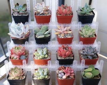 Paquete de 6 suculentas en macetas de 5 cm: plantas de interior, kit para decorar y regalar.