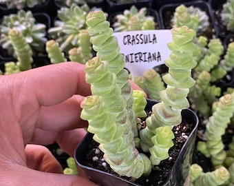 Crassula marnieriana, suculenta rastrera viva, proyectos de bricolaje, planta que trae riqueza, suculenta 'Collar de Jade'