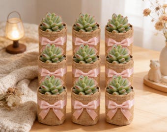Kit de regalo de suculentas para proyectos de bricolaje: Cotyledon Pendens Cliff Hanger en maceta de 5 cm, resistente y colgante, con tierra para ella o para él | Decoración para el hogar y bodas