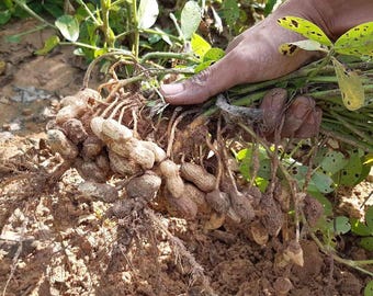 Semillas de cacahuete - 100 semillas de Arachis Hypogaea, variedad tradicional de maduración temprana para jardinería doméstica, snack nutritivo y set de siembra para exteriores.