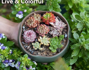 Paquete de 7 plantas suculentas en macetas de 5 cm (2 pulgadas) – Perfectas para bodas, recuerdos de fiesta, decoración del hogar, plantas vivas de fácil cuidado (envío aleatorio)