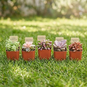 May include: Five small orange plastic pots containing various succulents, each with a light-colored wooden plant marker. The plants are labeled Sedum morganianum, Graptopetalum paraguayense, Anacampseros telephiastrum, Graptopetalum amethystinum, and Graptosedum Bronze.