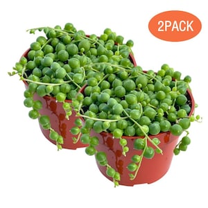 May include: Two terracotta-colored plastic pots containing Senecio rowleyanus, commonly known as string of pearls plants, with trailing stems of spherical green leaves. An orange oval graphic in the upper right corner displays the text 2PACK.