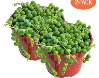 Paquete de 2 plantas variegadas de collar de perlas – Suculenta colgante con mezcla de tierra para interiores, casa, planta viva en maceta de 5 cm, decoración para el hogar, la oficina, bodas y fiestas.