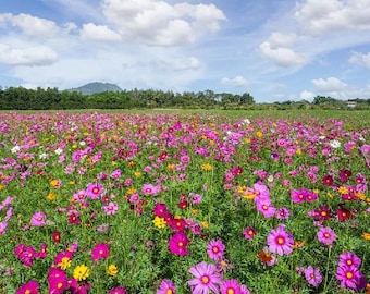 Semillas de flores a granel para colibríes y mariposas, 1000 unidades, mezcla de jardín apta para polinizadores, ideal para plantar en el patio trasero, conjunto de flores coloridas para exteriores.