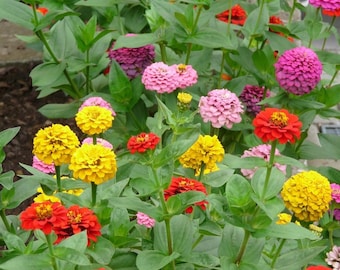 Semillas de flores de zinnia para plantar, 3000 unidades. Flores de verano coloridas para jardines que atraen mariposas polinizadoras.