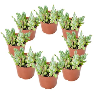 May include: Eight individual succulent plants, each potted in a small, round, terracotta-colored plastic container. The succulents feature light green, oval-shaped leaves with distinct reddish-brown tips, arranged in a circular pattern against white.