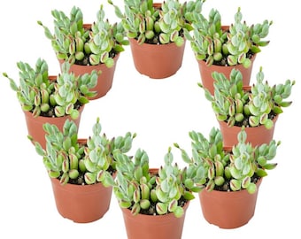 Cotyledon Pendens Cliff Hanger en maceta de 5 cm, suculenta resistente y colgante con tierra, regalo para ella o para él, plantas de fácil cuidado | Decoración para el hogar y bodas