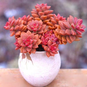 May include: A cluster of vibrant orange and reddish-pink succulent plants with thick, pointed leaves arranged in rosettes. The succulents are planted in a round, textured, off-white ceramic pot with a matte finish and a slightly tapered base.
