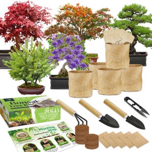 pots for bonsai plants Dwarf Jade