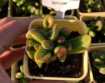 Planta de jade Crassula Ovata Jade Compact, plantas suculentas vivas, seleccionadas a mano por su salud, planta de interior de The Succulent Cult.