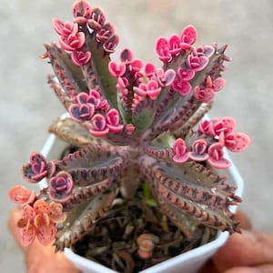 May include: A Kalanchoe succulent plant with variegated leaves in shades of dark green, purple, and vibrant pink. The plant features numerous small plantlets growing along the serrated edges of the leaves, all contained in a white pot.