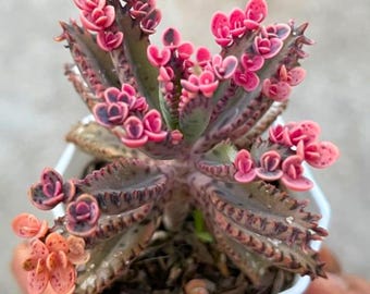 Kalanchoe Pink Butterfly, Rare Succulent, Variegated Succulent, Live Rooted Plant in 2'' Pot with Soil DIY Projects for Home Office Decor
