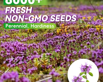 Semillas de tomillo rastrero, 8000 unidades – Cubresuelos aromático, alternativa al césped para caminos de jardín y paisajismo.