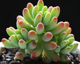 Suculenta Crassulaceae con tierra, hojas verdes y rosas. Regalo para ella o para él. Plantas de fácil cuidado para el hogar y decoración de bodas. Suculentas vivas en maceta de 5 cm.