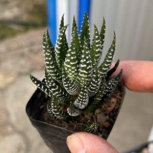 2'' Pot Haworthia Succulent Rare Zebra Plant 'Big Band' Mini Succulent Live Houseplant for Home Office Decor DIY Projects
