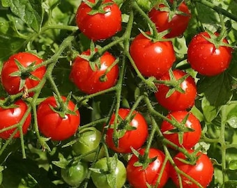 Semillas de tomate cherry rojo - 2000 semillas de alto rendimiento y gran productividad para huerto doméstico, siembra al aire libre, kit de inicio para cosecha de tomate fresco
