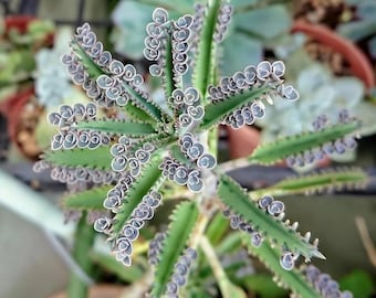 Kalanchoe Delagoensis, Madres de Miles, Suculenta viva enraizada, Linda colección de mini plantas suculentas para inspirar, regalar y decorar.