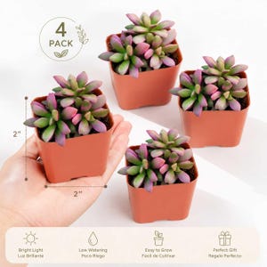 May include: A four-pack of succulent plants in square terracotta-colored plastic pots. Each plant features thick, pointed leaves with green and pink coloration. The pots are labeled as 2 inches by 2 inches. Text includes 4 PACK, Bright Light, Low Watering, Easy to Grow, and Perfect Gift.
