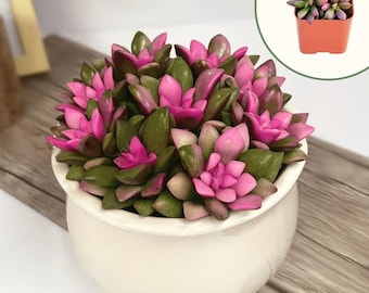 Live Sunrise Succulent Plant, Anacampseros Telephiastrum, Pink Variegated Indoor Plant, Unique Home Garden Gift, 2 inch Starter Plant