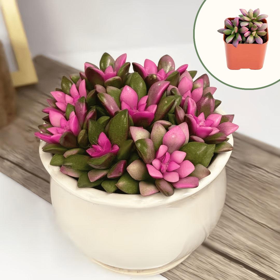 Pink Zz Plant Variegated - Etsy