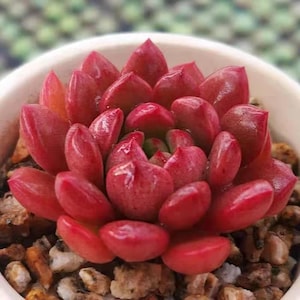 May include: A vibrant red succulent plant with thick, fleshy, pointed leaves arranged in a tight rosette pattern. The plant is potted in a white container filled with small, light-colored gravel and stone fragments surrounding the base.