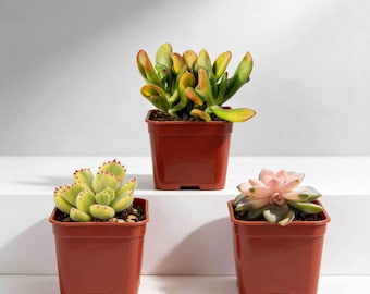 Paquete de 3 suculentas vivas surtidas de 5 cm (2 pulgadas) - Mini plantas de interior en maceta, coloridas y variadas, ideales para recuerdos de bodas, proyectos de jardinería y decoración de oficinas.