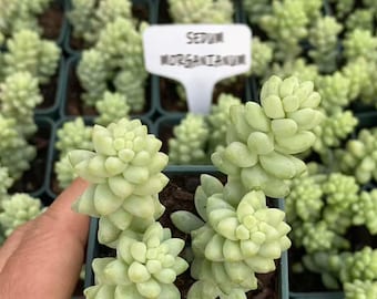 Sedum morganianum, suculenta cola de burro, planta Sedum cola de burro, regalo para ella, plantas de interior para él