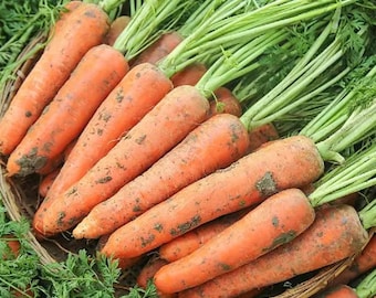 Mezcla de semillas para huerto – 200 pimientos dulces, 500 zanahorias, 300 cebollas, 100 batatas – Perfecta para cultivar en casa y obtener cosechas frescas.