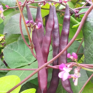 Purple Pole Bean Seeds 紫豆角 | 10 Seeds | Easy to Harvest, Tasty & Nutritious | Heirloom, Non-GMO, Organic | Family Farm