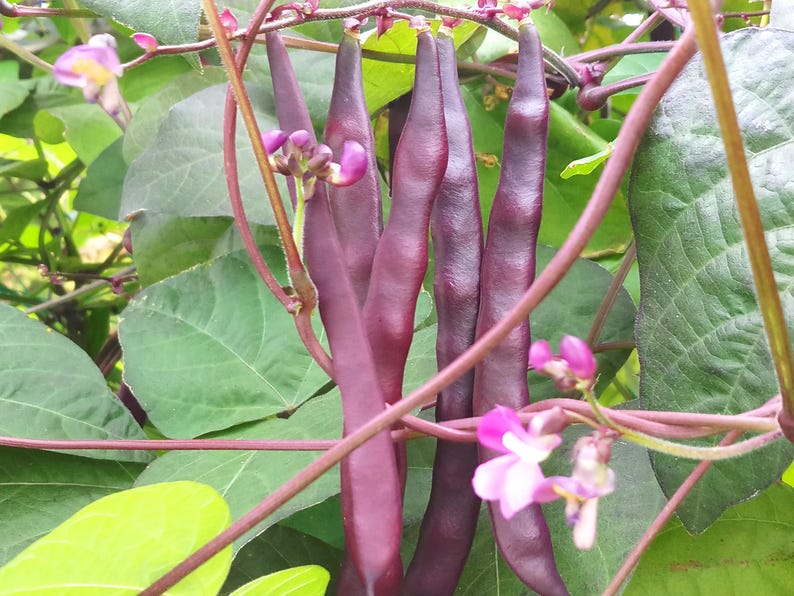 Purple Pole Bean Seeds 紫豆角: Easy to Harvest, Tasty & Nutritious – 12 ...