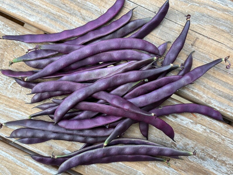 Purple Pole Bean Seeds 紫豆角: Easy to Harvest, Tasty & Nutritious – 12 ...