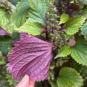 Rare Purple Shiso Seeds 紫苏: Japanese Perilla Herb with Fresh, Minty Taste – 80 Organic Heirloom Seeds